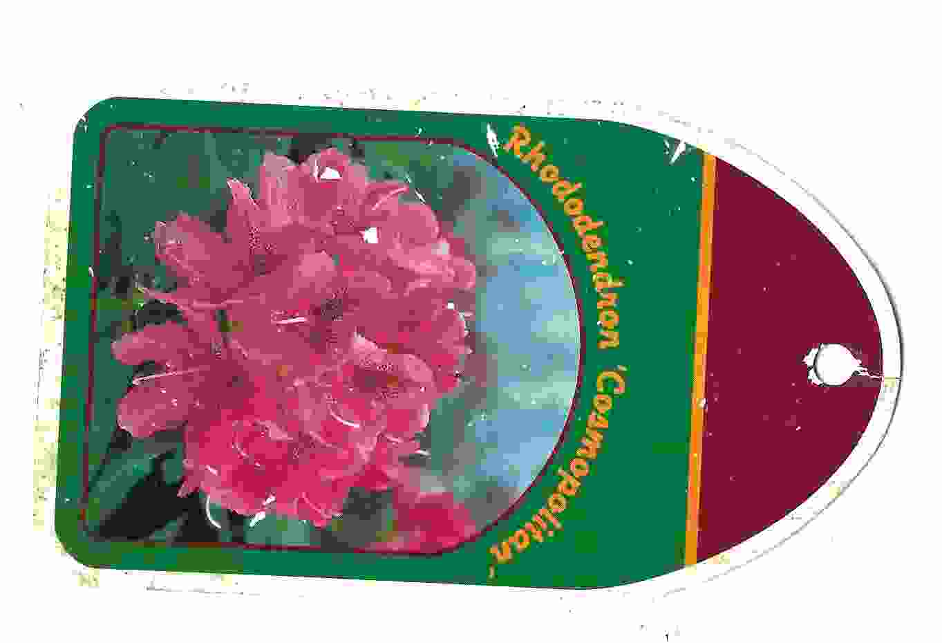 Rhododendron Cosmopilitan 01.jpg